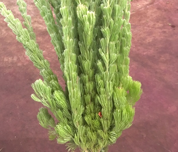 Wooly Bush Australia/New Zealand Foliages Greens, Foliages and Branches Flowers by